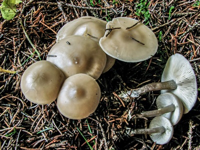 Tephrocybe putida