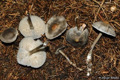 tephrocybe-rancida