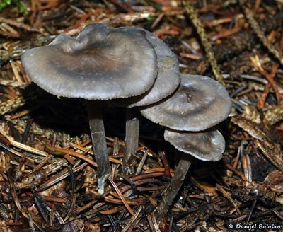 tephrocybe-rancida