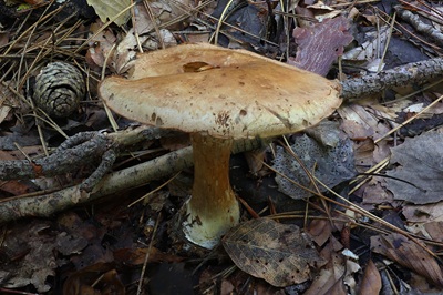 thaxterogaster-purpurascens1