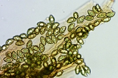 thaxterogaster-purpurascens10