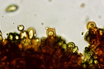 thaxterogaster-purpurascens11