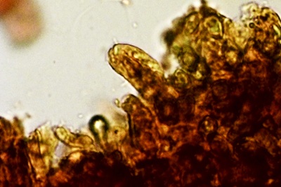 thaxterogaster-purpurascens12