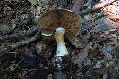 thaxterogaster-purpurascens2