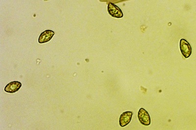 thaxterogaster-purpurascens9