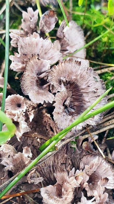 Thelephora terrestris