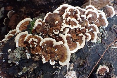 Trametes ochracea