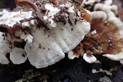 trametes-ochracea