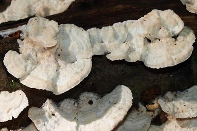 Trametes pubescens