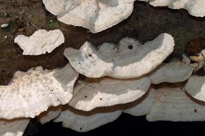 trametes-pubescens