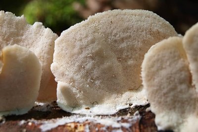 trametes-pubescens