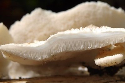 trametes-pubescens