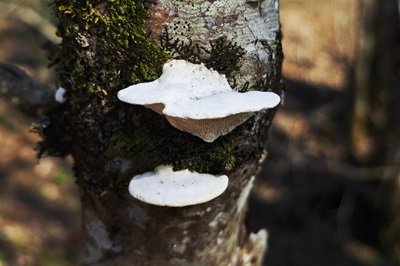 Trametes suaveolens