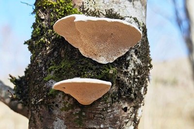 trametes-suaveolens1