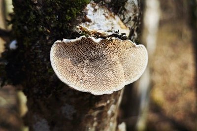 trametes-suaveolens2