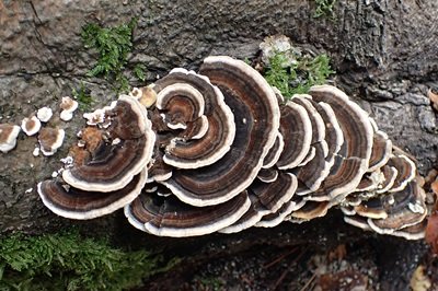 Trametes versicolor