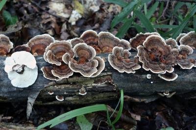 trametes-versicolor