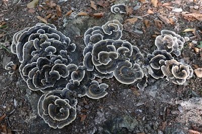 trametes-versicolor