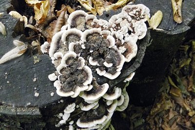 trametes-versicolor