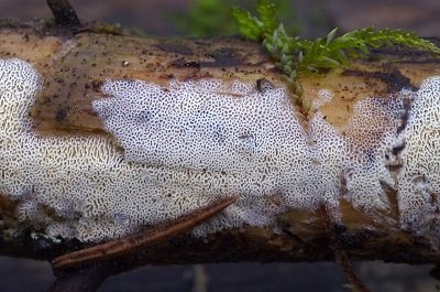 Trechispora mollusca