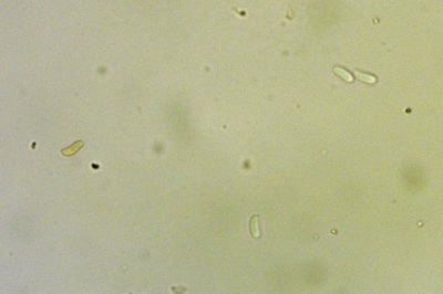 trichaptum-biforme4