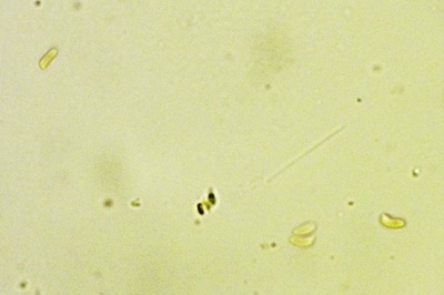 trichaptum-biforme5