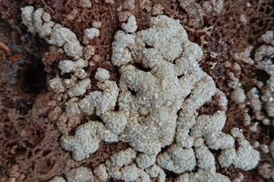 Trichoderma pulvinatum
