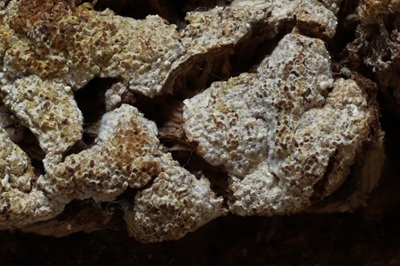 trichoderma-pulvinatum5