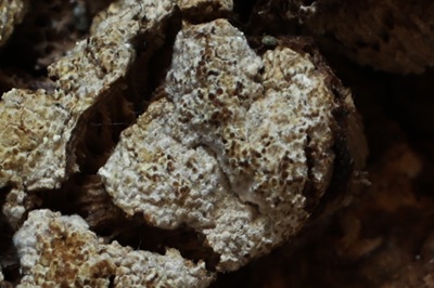 trichoderma-pulvinatum6