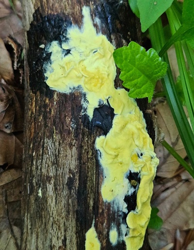 Trichoderma sulphureum