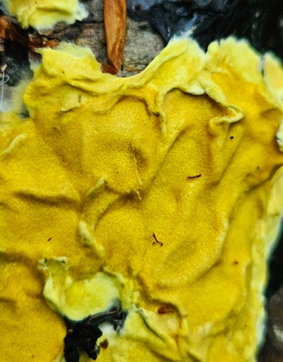 trichoderma-sulphureum2