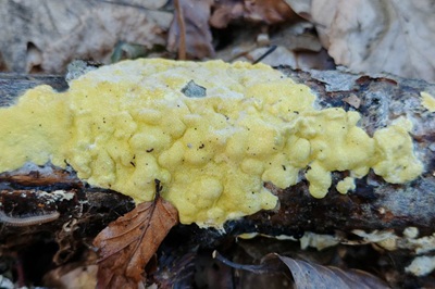 trichoderma-sulphureum3