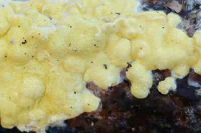 trichoderma-sulphureum4