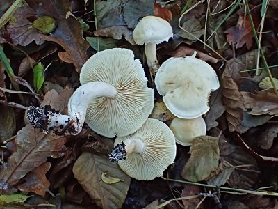 Tricholoma album