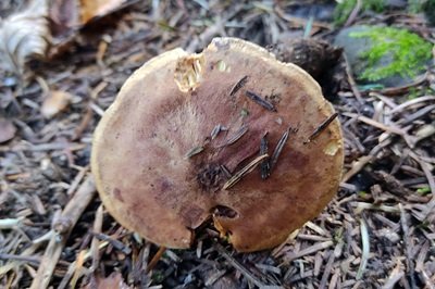 tricholoma-bufonium