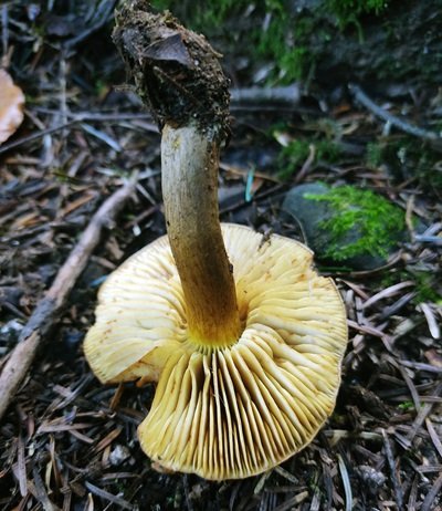 tricholoma-bufonium