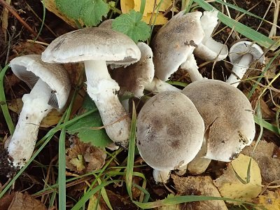 Tricholoma cingulatum