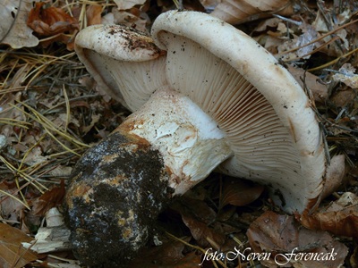 tricholoma-colossus1