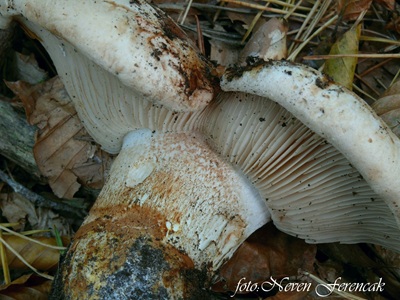 tricholoma-colossus2