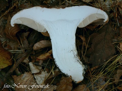 tricholoma-colossus3