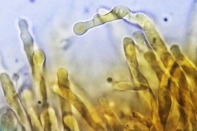 tricholoma-colossus5