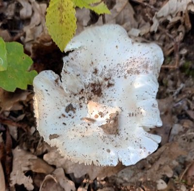 Tricholoma columbetta