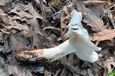 tricholoma-columbetta