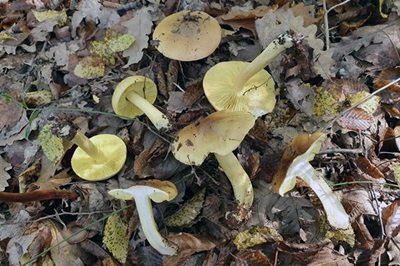 Tricholoma equestre