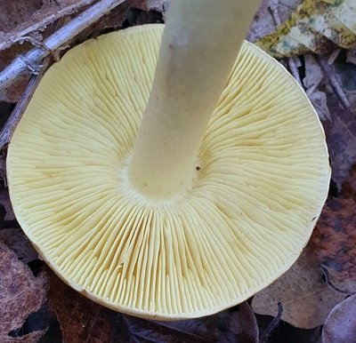 tricholoma-equestre