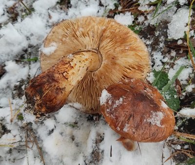 tricholoma-fracticum