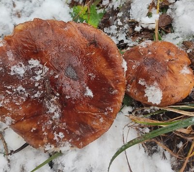 tricholoma-fracticum