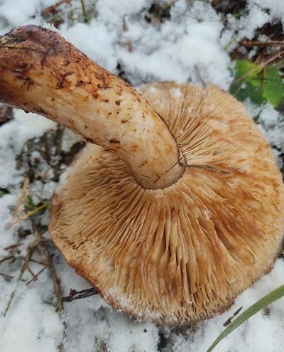 tricholoma-fracticum