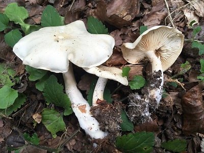 Tricholoma lascivum