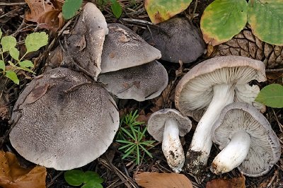 Tricholoma orirubens